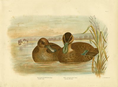 Canard sauvage australien, 1891 - Gracius Broinowski